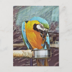 CUTE MACAW POSTCARD