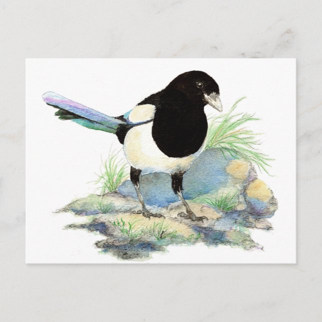 Cute Magpie  - Watercolor Bird Postcard (Front)