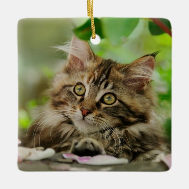 Cute Maine Coon Cat Kitten Portrait - porcelain Ceramic Ornament (Front)