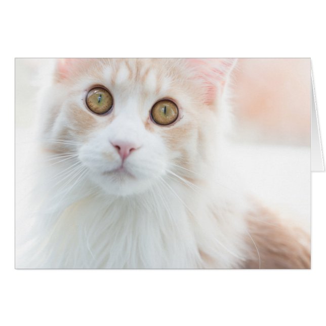 Cute Maine Coon kitten (Front Horizontal)