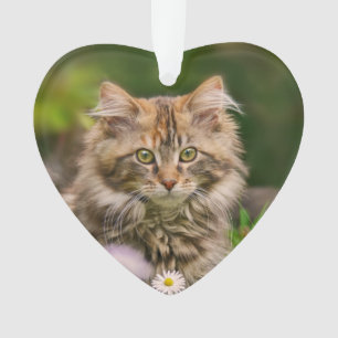Cute Maine Coon Kitten Cat in a Flower Meadow - Ornament