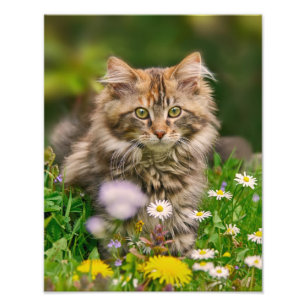 Cute Maine Coon Kitten Cat in a Flowery Meadow - Photo Print