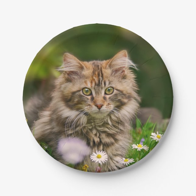 Cute Maine Coon Kitten Cat in a Meadow Funny Party Paper Plate (Front)