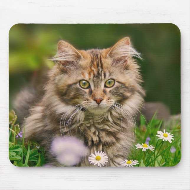 Cute Maine Coon Kitten Cat in Flower Meadow Supply Mouse Mat (Front)