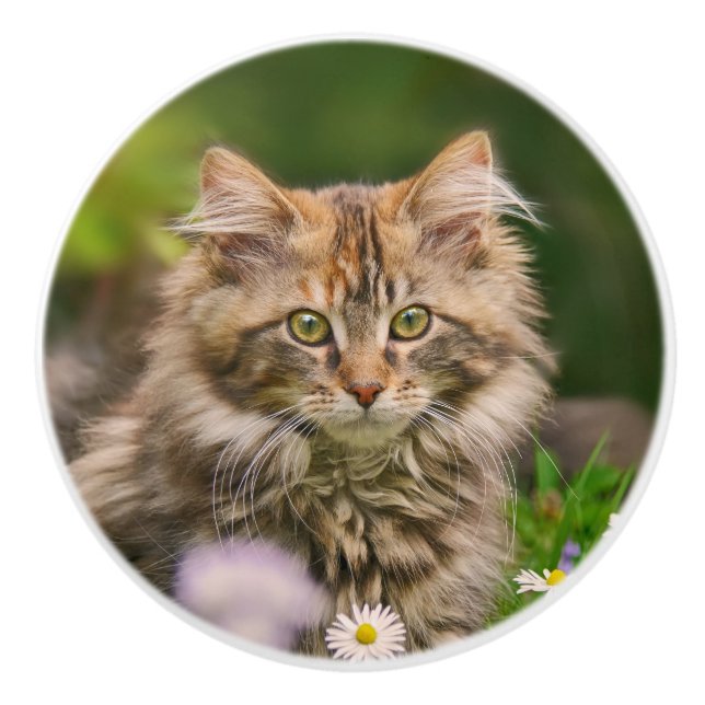 Cute Maine Coon Kitten Cat Pet Photo - Decorative Ceramic Knob (Front)