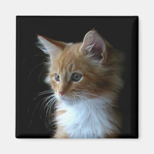 Cute Maine Coon kitten magnet