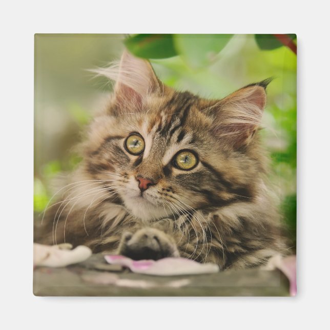 Cute Maine Coon kitten Magnet (Front)