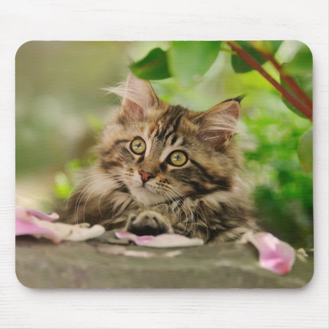 Cute Maine Coon kitten Mouse Mat (Front)