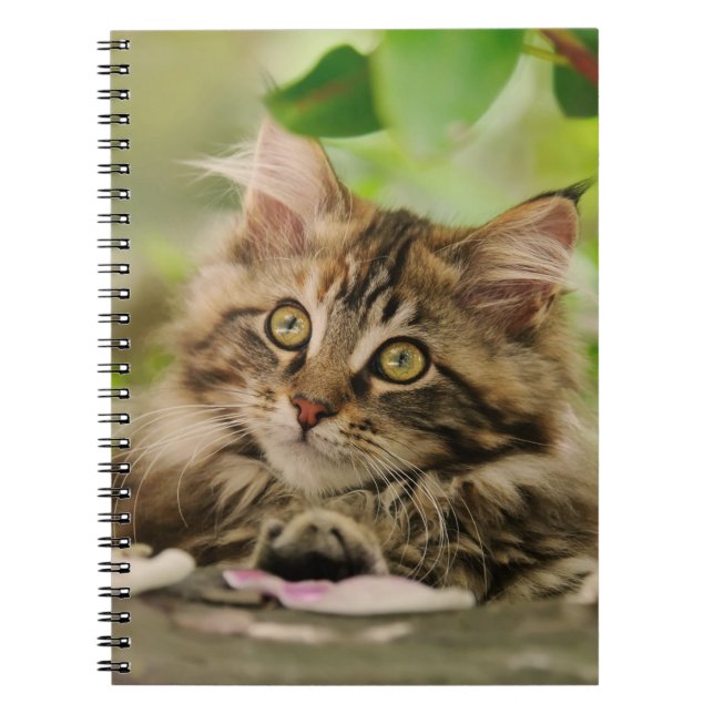 Cute Maine Coon kitten Notebook (Front)