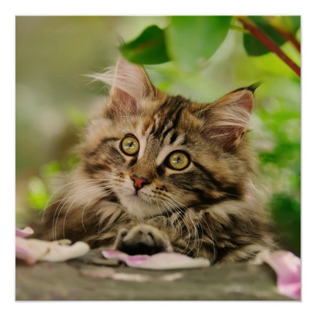 Cute Maine Coon kitten Poster (Front)