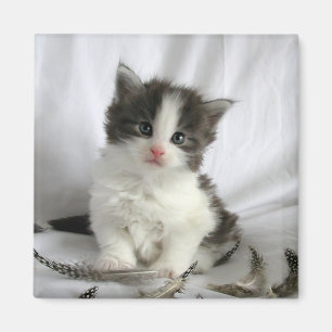 Cute Maine Coon kitten square magnet