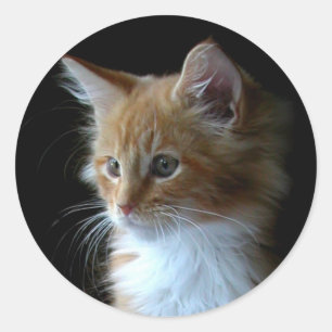 Cute Maine Coon kitten sticker