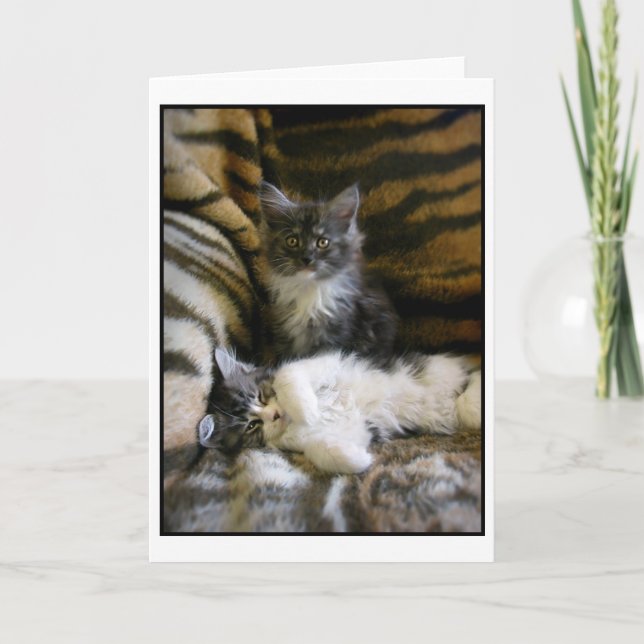 Cute Maine Coon kittens greeting card (Front)