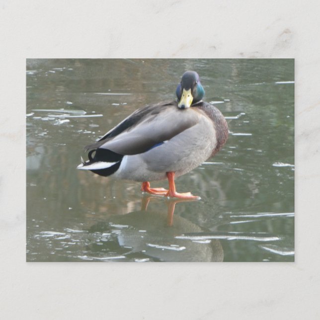 Cute Male Duck on Ice DIY Postcard (Front)