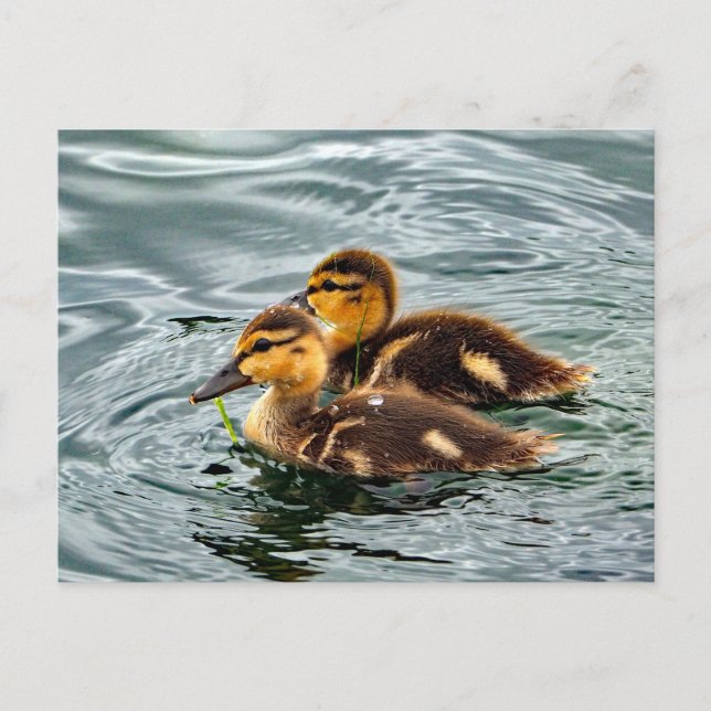 Cute Mallard Ducklings Photo Postcard (Front)