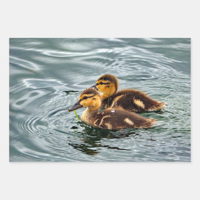 Cute Mallard Ducklings Photo Wrapping Paper Sheet (Front)