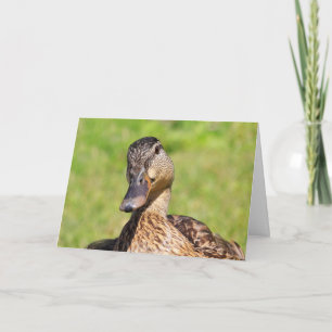 Cute Mallard Get Well Card