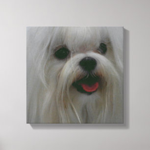 Cute Maltese Canvas Print
