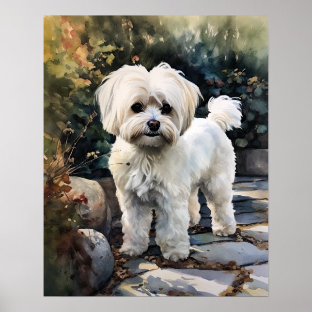 Cute Maltese Dog Art Print Poster (Front)