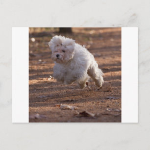 Cute Maltese Dog Postcard