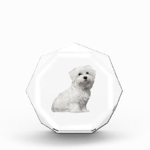 Cute Maltese Dog Sitting Puppy