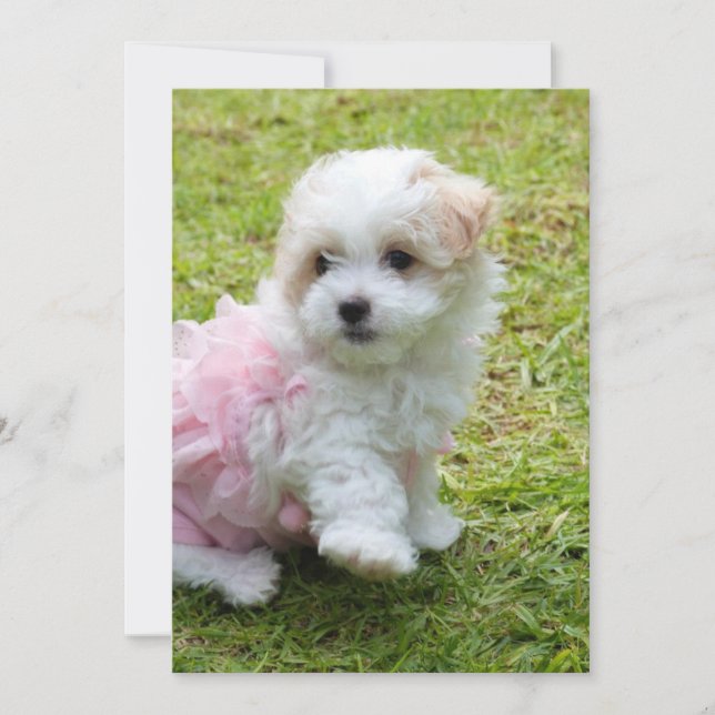 Cute Maltese Poodle Invitation Card (Front)