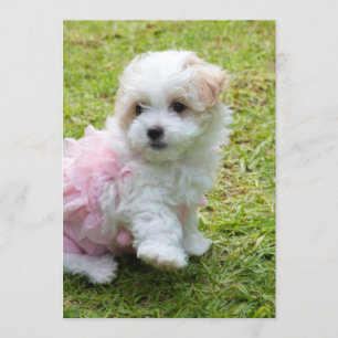 Cute Maltese Poodle Invitation Card