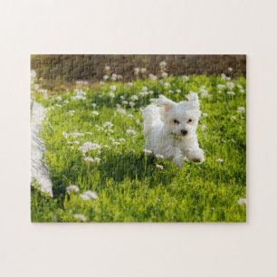 Cute Maltese Puppy Running Jigsaw Puzzle