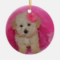 Cute Maltipoo Puppy