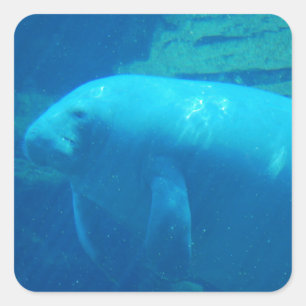 Cute Manatee Square Sticker