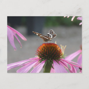 Cute Map Butterfly on Coneflower DIY Postcard