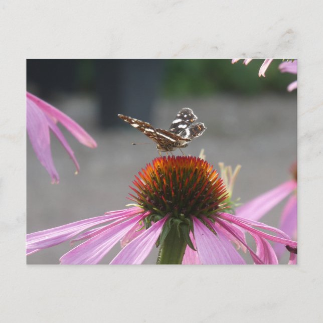 Cute Map Butterfly on Coneflower DIY Postcard (Front)