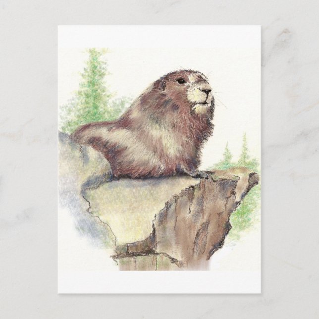 Cute Marmot, Animal Nature, Wildlife Watercolor Postcard (Front)