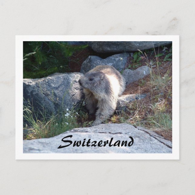Cute marmot Switzerland -- Postcard (Front)