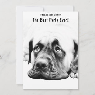 Cute Mastiff dog Invitation