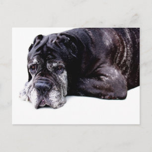 Cute Mastiff dog Postcard