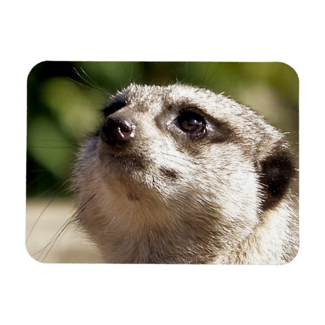 CUTE MEERKAT MAGNET (Horizontal)