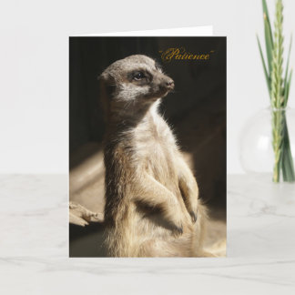 Cute Meerkat "Patience" Any Occasion Greeting Card