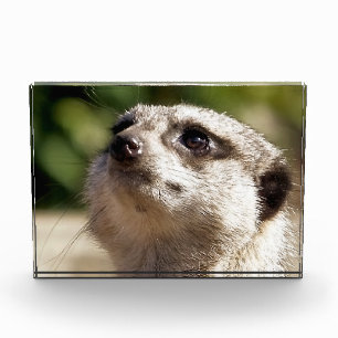 CUTE MEERKAT PHOTO BLOCK