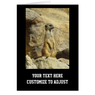 Cute meerkat photograph