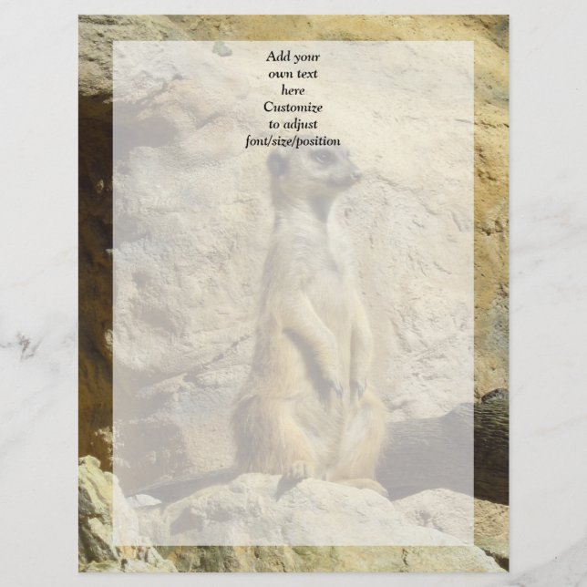 Cute meerkat photograph (Front)