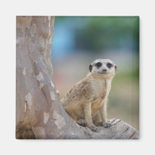 Cute Meerkat Sat on Tree Magnet