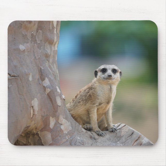 Cute Meerkat Sat on Tree Mouse Mat (Front)