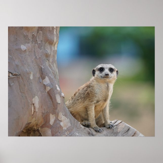 Cute Meerkat Sat on Tree Poster (Front)