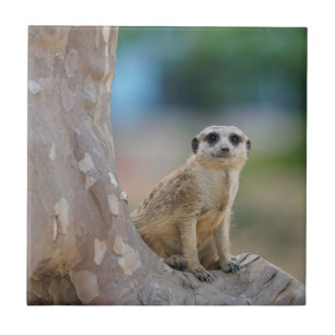 Cute Meerkat Sat on Tree Tile