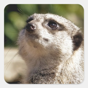 CUTE MEERKAT SQUARE STICKER