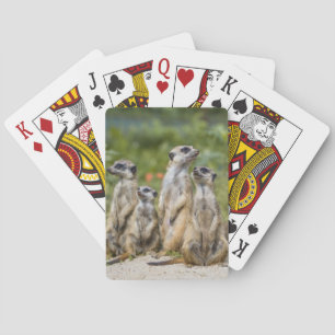 Cute Meerkats Playing Cards