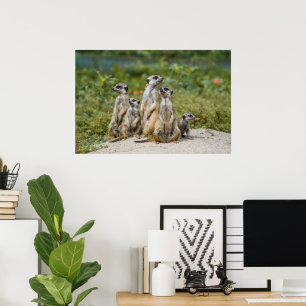 Cute Meerkats Poster