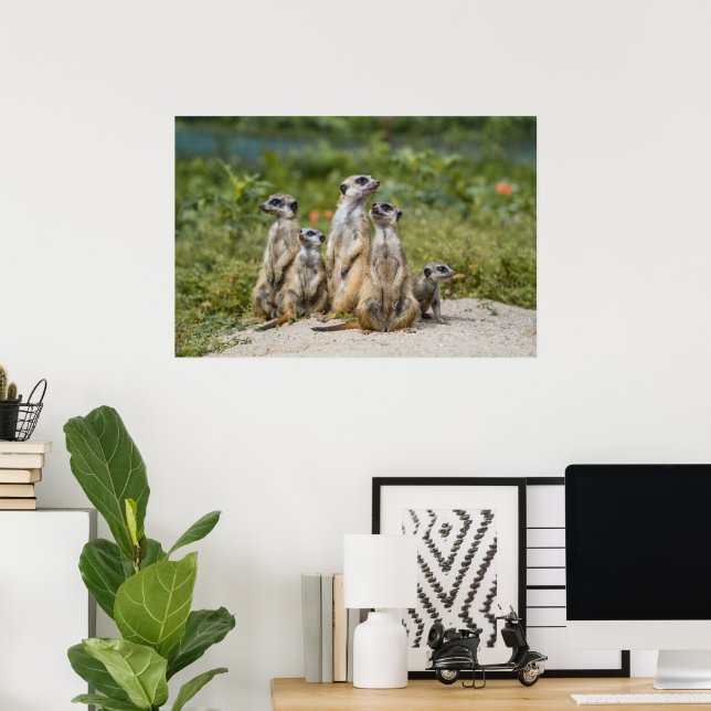 Cute Meerkats Poster (Home Office)