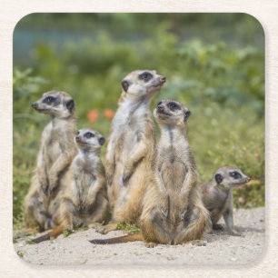 Cute Meerkats Square Paper Coaster